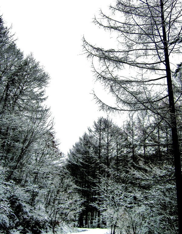 힐리언스 선마을의 겨울 산책로 풍경