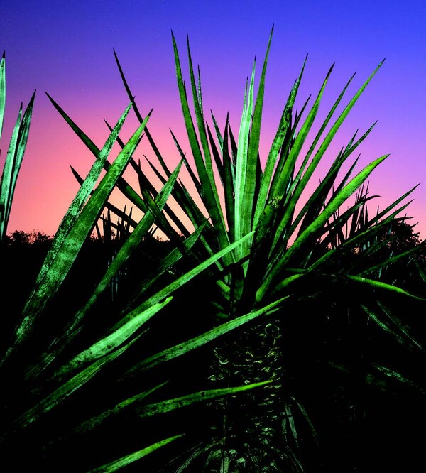 멕시코 메리다, 애니깽 농장