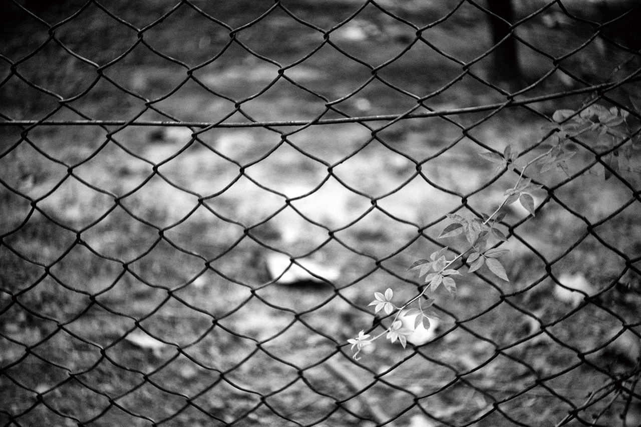 헥토르 렌즈 특유의 회오리 모양 보케가 돋보이는 사진