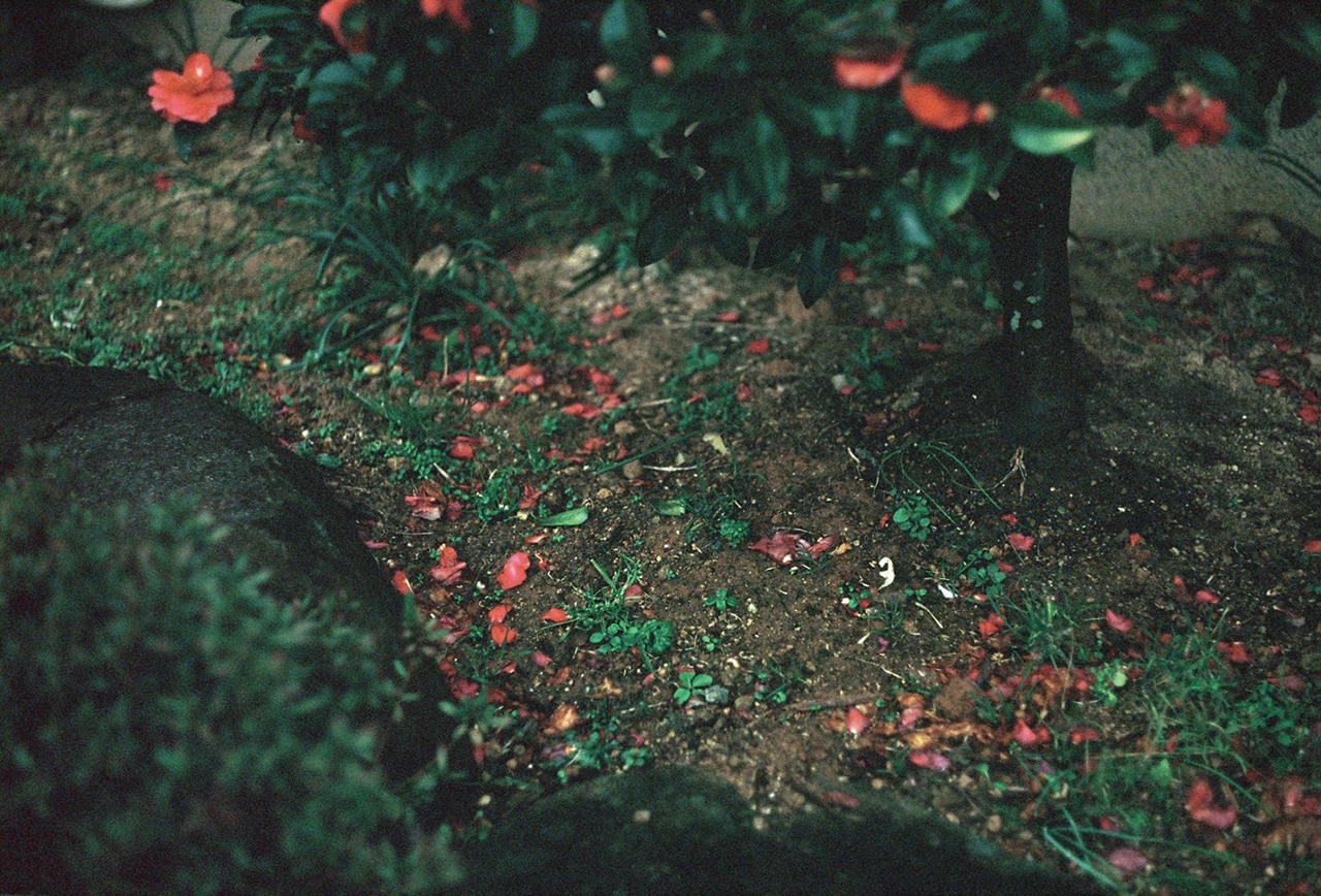 빛을 잘 활용해 선명하고 풍부한 색감을 낸 엘마 렌즈 사진