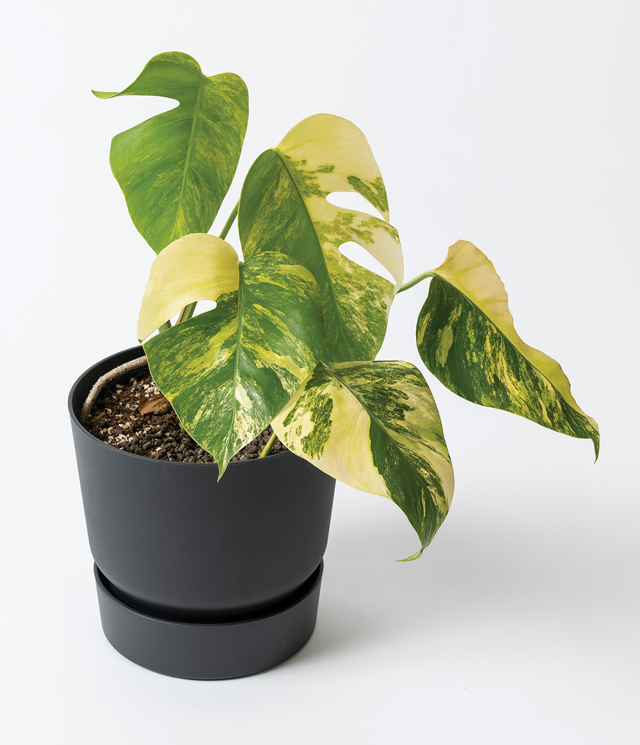 옐로우 몬스테라