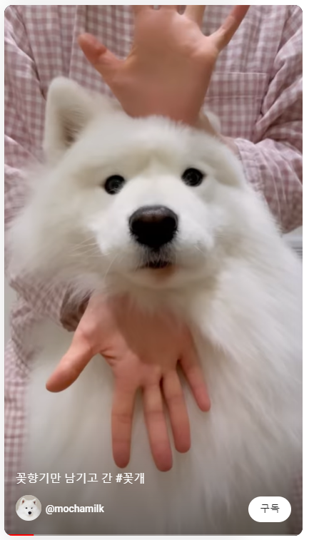 Mochamilk 숏츠 캡쳐