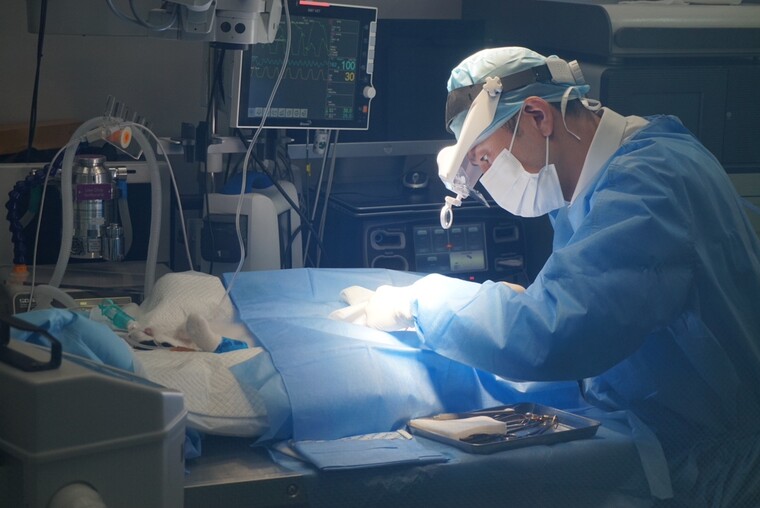 ⓒ 굿모닝펫 동물병원