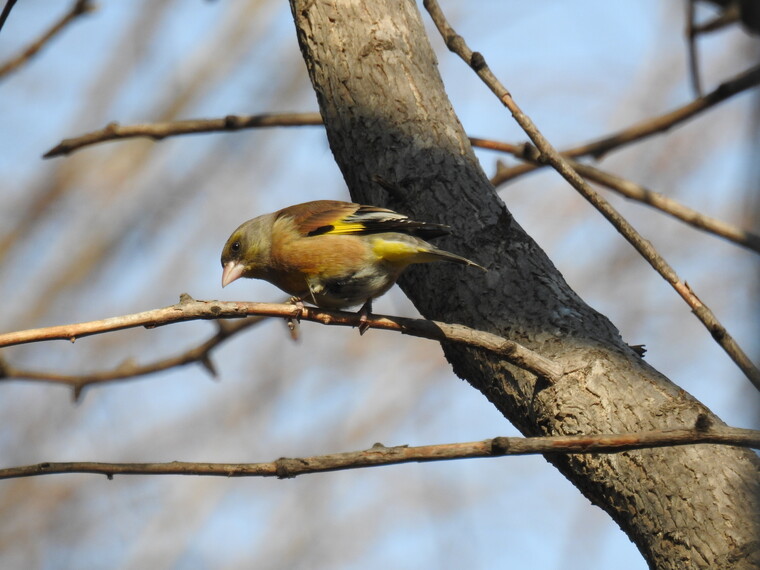 방울새.&nbsp;ⓒ박임자