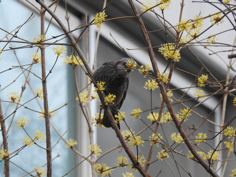 &nbsp;직박구리. ⓒ박임자