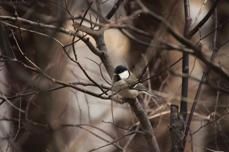 박새. ⓒ박임자<br>